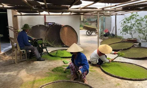 Nghệ An: Nỗi niềm tăng giá trị cho cây thuốc lào