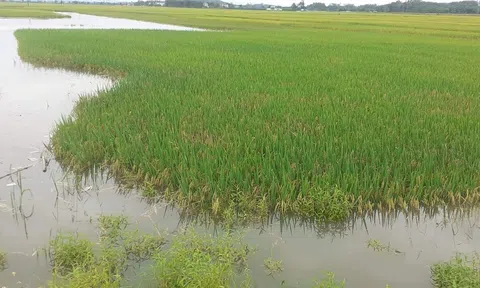 Nghệ An: Mưa lớn bất ngờ đổ bộ, hàng trăm héc ta lúa và hoa màu thiệt hại nặng