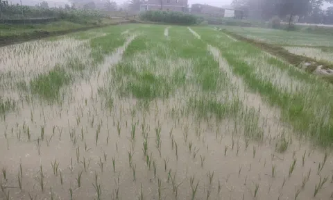 Nghệ An: Đón cơn mưa “vàng” sau những ngày nắng nóng khô hạn, nông dân phấn khởi