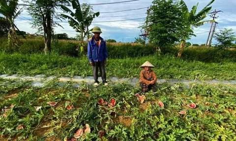 Nghệ An: Công an điều tra vụ vườn dưa hấu sắp thu hoạch bị phá hoại ở Diễn Châu