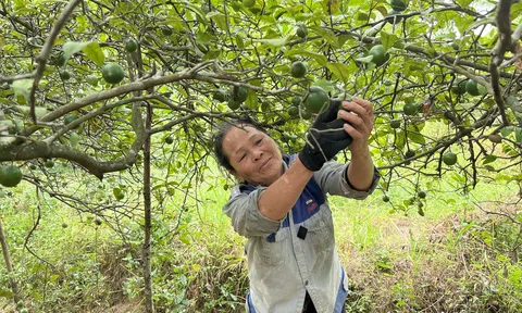 Nghệ An: Nông dân trăn trở khi "vựa chanh" mất mùa
