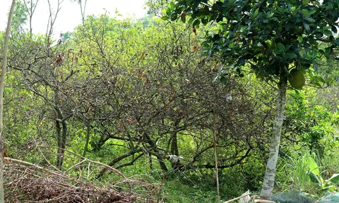 Nghệ An: Nông dân ứng phó với tình trạng chanh bị thoái hóa, chết do sâu bệnh