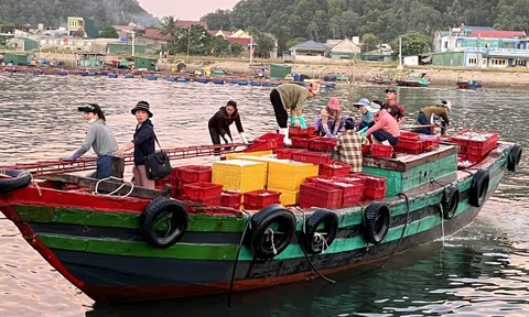 Chuyện những người đàn bà trên bến cá