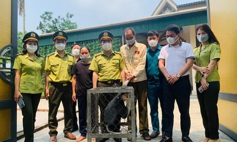 Vườn Quốc gia Vũ Quang tiếp nhận cá thể voọc quý hiếm
