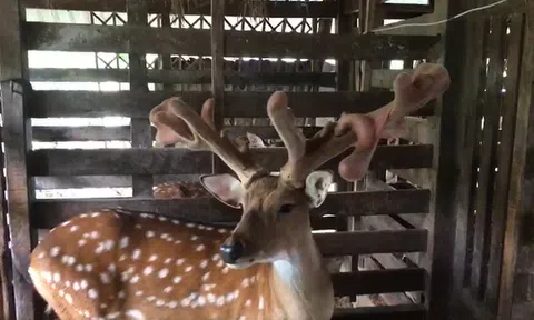 Con hươu có cặp nhung “khủng” được trả giá gần nửa tỷ đồng ở Hà Tĩnh