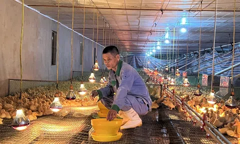 Nghệ An: Các mô hình kinh tế liên kết sản xuất bền vững ở Thanh Chương