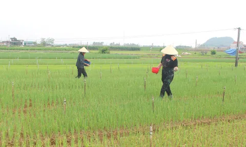 Nghệ An: Giá phân bón tăng cao, nông dân chật vật chăm sóc cây trồng vụ Xuân