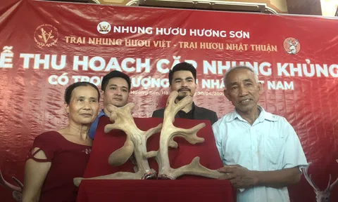 Hà Tĩnh: Hàng trăm người chen chân xem cắt cặp nhung hươu "khủng"