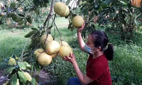 Hà Tĩnh: Vợ chồng trẻ cất bằng đại học về quê trồng bưởi sinh thái