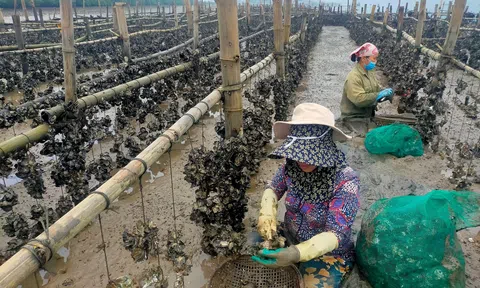 Hà Tĩnh: Nuôi ngao, hàu thương phẩm mang lại hiệu quả kinh tế cao
