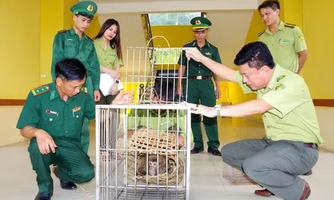 Hà Tĩnh: Vườn Quốc gia Vũ Quang tiếp nhận cá thể khỉ mốc và tê tê quý hiếm để thả về tự nhiên
