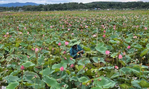 Hà Tĩnh: "Biến" vùng đầm lầy thành "ruộng" sen, cả làng có thu nhập khá