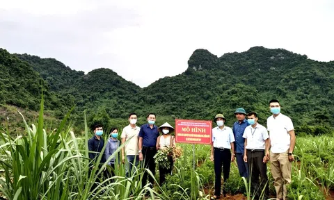 Nghệ An: Tạo sinh kế cho đồng bào từ những mô hình thiết thực