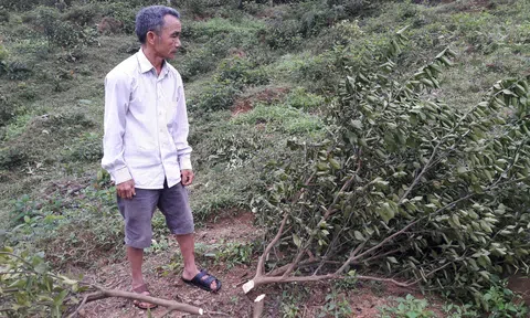 Hà Tĩnh: Vụ thương binh bị chặt vườn cây ăn quả không đủ yếu tố khởi tố