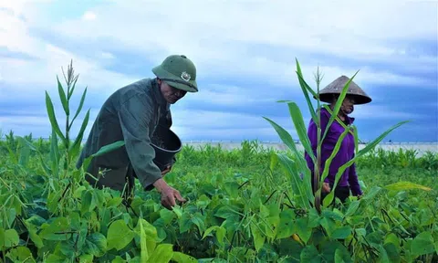 Nông dân  Hà Tĩnh khẩn trương thu hoạch đậu vụ Hè thu