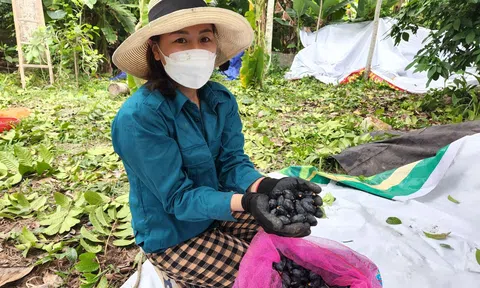 Đặc sản trám đen - nguồn thu khá cho người dân huyện miền núi Hà Tĩnh