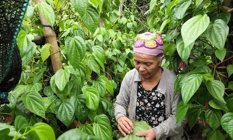 Hà Tĩnh: Trồng trầu không, mang lại thu nhập khá cho nông dân