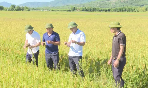 Hà Tĩnh: Thí điểm mô hình “Sản xuất lúa, kết hợp nuôi rươi theo hướng hữu cơ”
