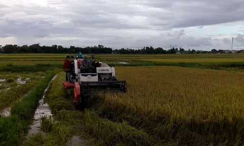Hà Tĩnh: Mưa lớn gây ngập úng diện tích lúa Hè thu chưa thu hoạch