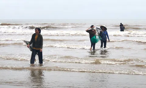 Hà Tĩnh: Người dân đổ ra bờ biển nhặt sò lông sau bão