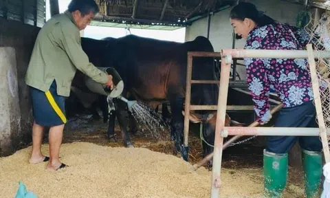 Hà Tĩnh: Người chăn nuôi sử dụng đệm lót sinh học giảm chi phí và góp phần bảo vệ môi trường