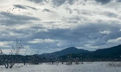 Hà Tĩnh: Đàn cò trắng hàng nghìn con bay về Vườn Quốc gia Vũ Quang trú ngụ