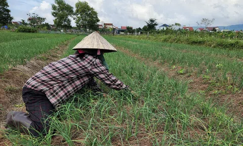 Hà Tĩnh: Người trồng hành hồ hởi khi giá hành lá tăng 3 - 4 lần