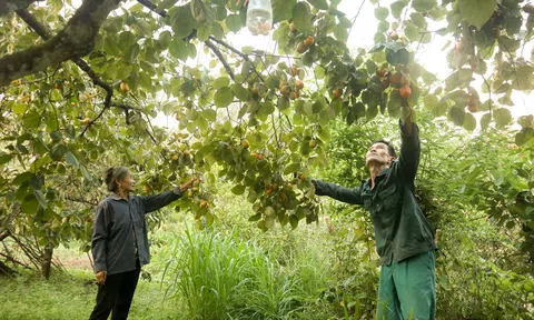 Nghệ An: Giá tăng cao, người trồng hồng buồn vì mất mùa, sản lượng sụt giảm