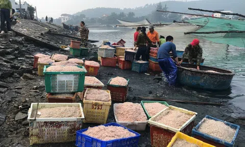 Nghệ An: Ngư dân trúng đậm ruốc tép sau mỗi chuyến ra khơi