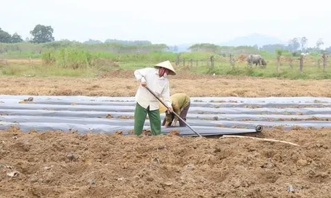 Hà Tĩnh: Nông dân đẩy mạnh sản xuất vụ Đông