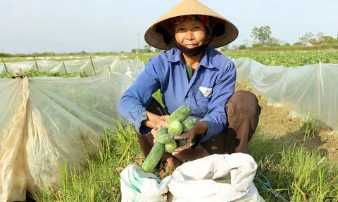 Nghệ An: Nông dân sáng tạo với cách trồng dưa chuột độc đáo, cải thiện thu nhập