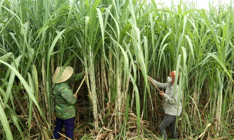 Nghệ An: Nghề bóc lá mía mang lại thu nhập khá cho người dân