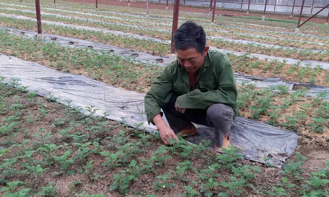 Nghệ An: Nông dân gặp khó trong sản xuất vụ hoa Tết vì giá hoa giống tăng vọt