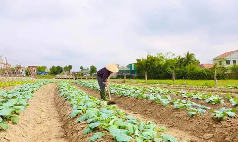 Nghệ An: Người dân tập trung chăm sóc cây trồng sau lũ