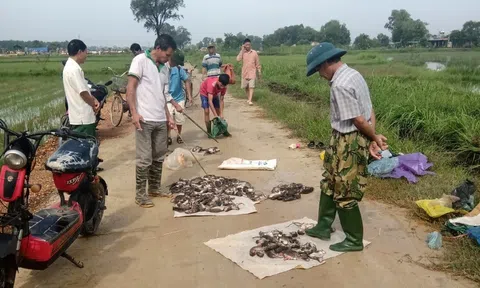 Hà Tĩnh: Người dân bắt được hàng vạn con chuột, chuẩn bị vụ sản xuất mới