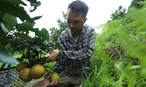 Hà Tĩnh: Cam đặc sản giá cao, nhà vườn cung ứng không đủ bán