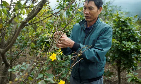 Hà Tĩnh: Hoa mai nở sớm khiến người trồng lo “mất tết”