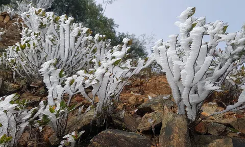 Nghệ An: Nhiệt độ xuống thấp, tuyết phủ trắng khu vực vùng biên giới