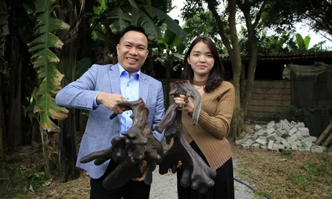 Nghệ An: Con nai cho cặp nhung  “khủng” nặng gần 11kg