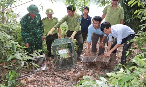 Hà Tĩnh: Tăng cường quản lý, bảo vệ rừng trước, trong và sau Tết Nguyên đán