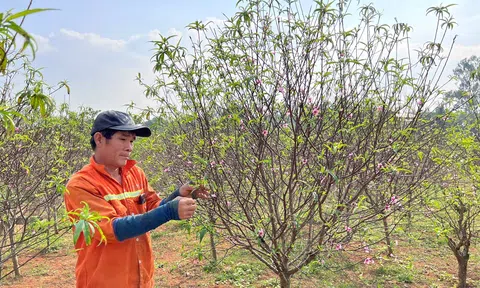 Nghệ An: Đào nở sớm, người dân lo "mất Tết"