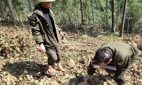 Hà Tĩnh: Vụ gỗ rừng tự nhiên bị chặt hạ, sẽ quyết xử lý nghiêm