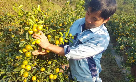 Hà Tĩnh: Trồng quất chưng Tết, chàng thanh niên phố núi bỏ túi hơn 200 triệu mỗi năm