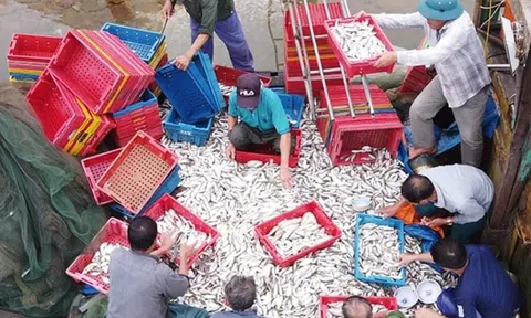 Hà Tĩnh: Liên tiếp gặp luồng cá đù, ngư dân có thu nhập khá