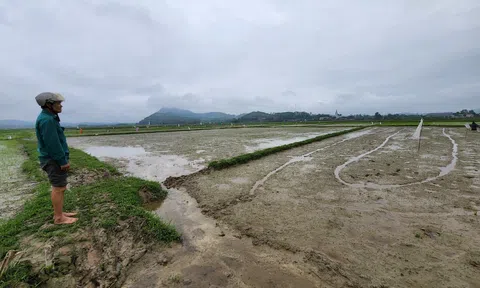 Hà Tĩnh: Hàng chục ha lúa bị đàn chim trời phá hoại