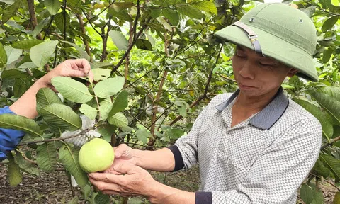 Cẩm Xuyên (Hà Tĩnh): Nhiều hộ dân xã Cẩm Lạc khá giả nhờ trồng ổi Đài Loan