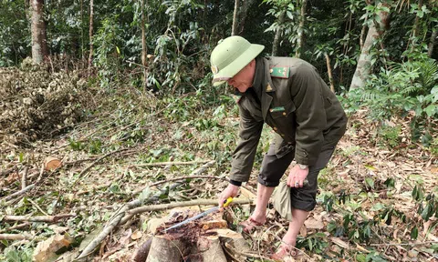 Vụ chặt phá rừng tự nhiên tại Hà Tĩnh: Hạt Kiểm lâm huyện Hương Sơn khởi tố vụ án hình sự