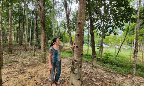 Về nơi cây gió trầm giúp người dân đổi đời