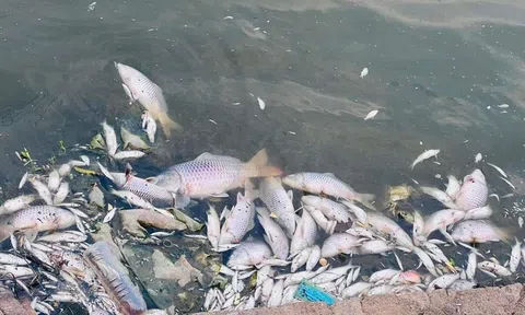 Nhiều cá chết nổi tại hồ điều hòa trung tâm TP. Hà Tĩnh