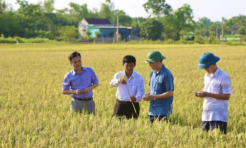 Hà Tĩnh: Hiệu quả từ việc canh tác lúa thân thiện với môi trường